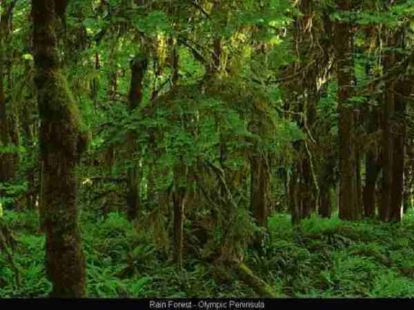 RAIN FOREST in Olympic Mountains, near Pacific Ocean