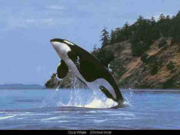 Orca whale in by San Juan Islands